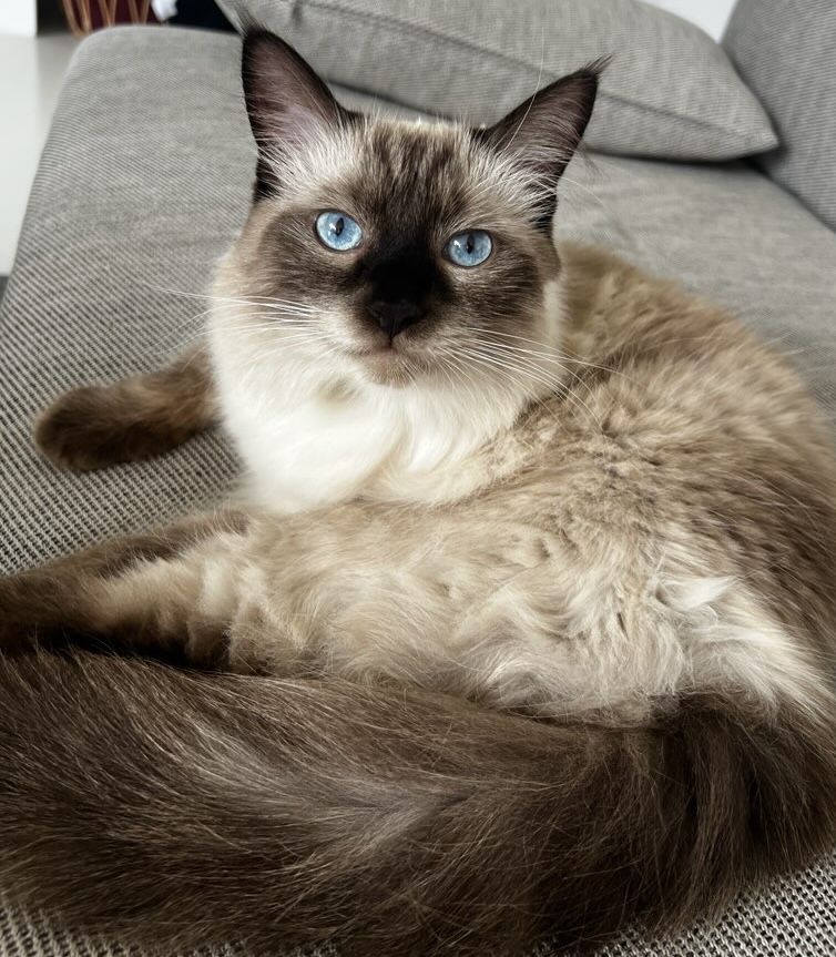 Dante — maskot Atelier Dante Time